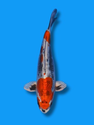Beni Kikokuryu | Koi&Co.